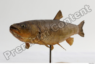 Common chub Squalius cephalus whole body 0003.jpg